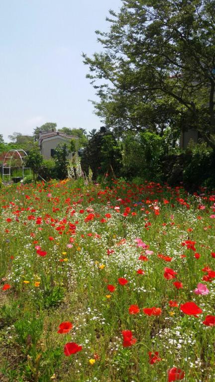 Baghdad House Villa Jeju Ngoại thất bức ảnh