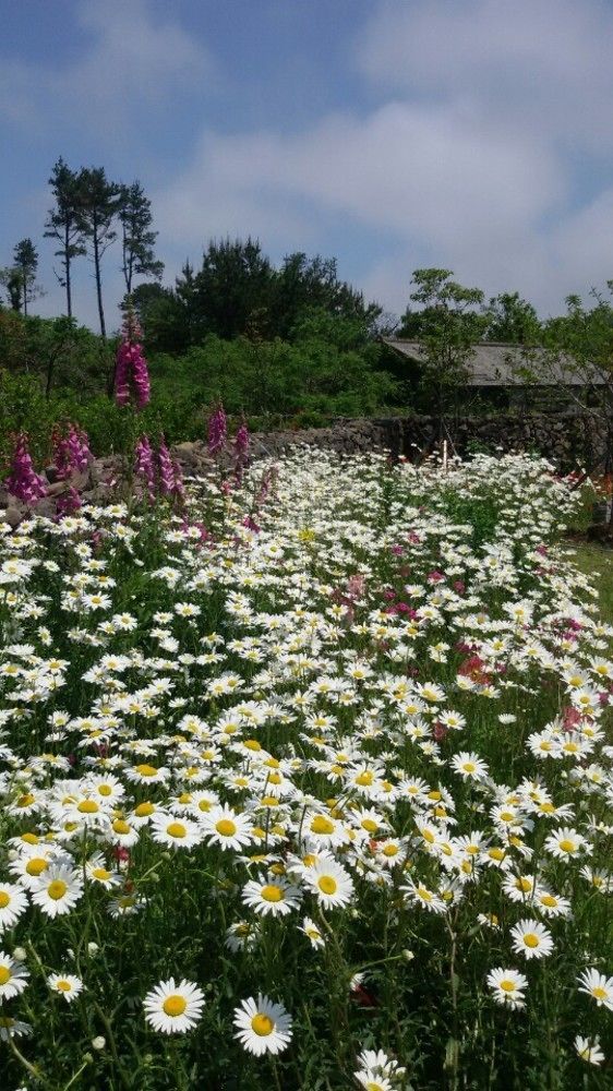 Baghdad House Villa Jeju Ngoại thất bức ảnh